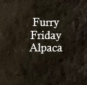 Furry Friday Alpaca Furry Friday Alpaca